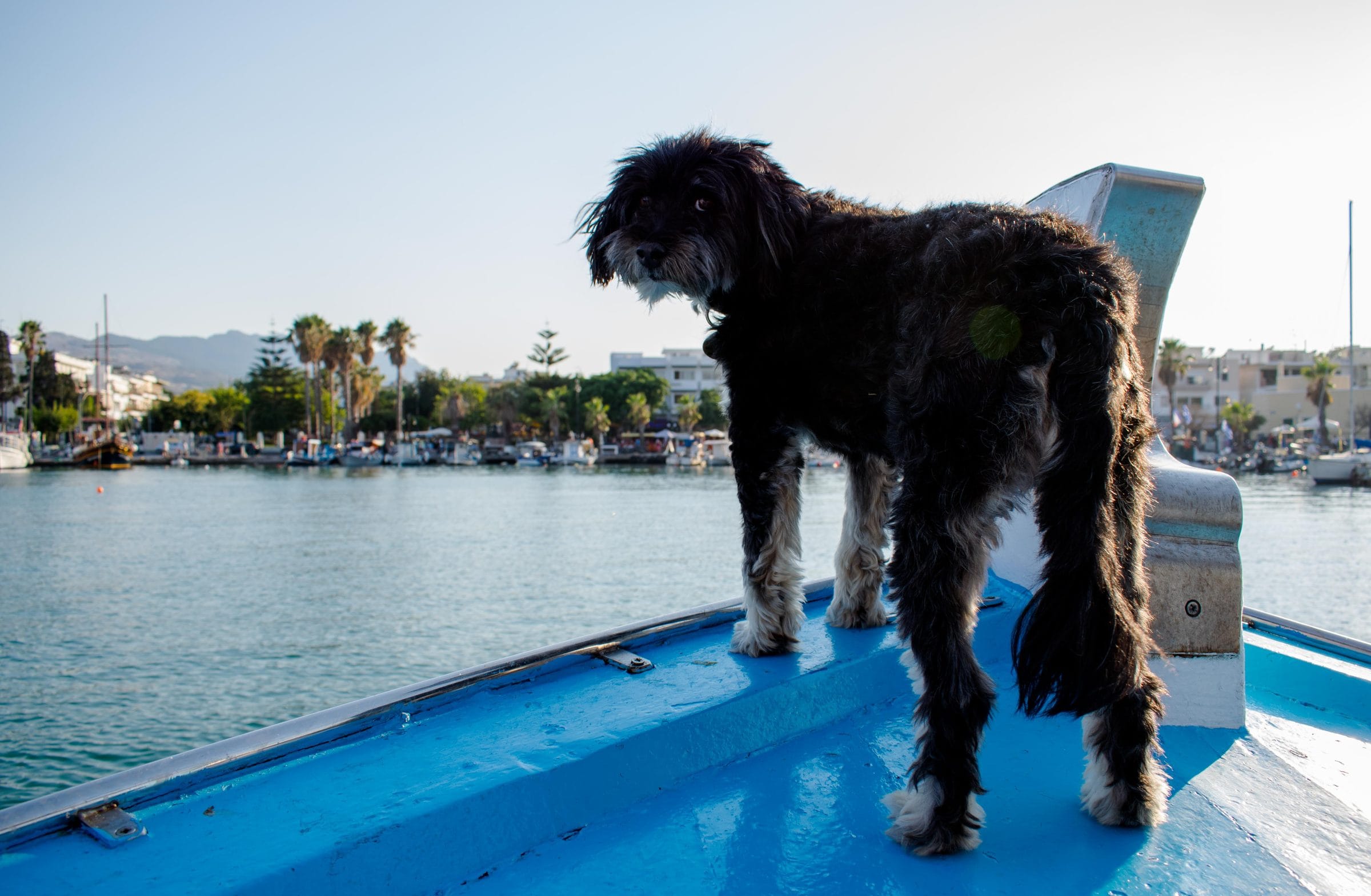 Deco, the family dog, standing on the bow of the Captain Tasos in Kos Harbour