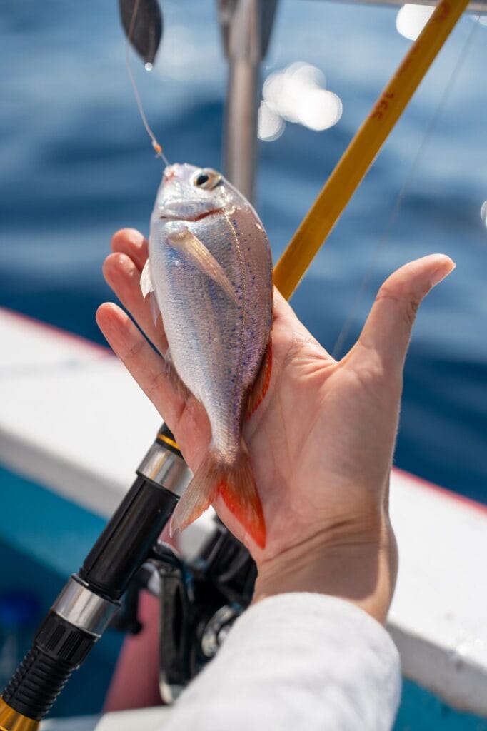 A pink seabream caught on a fishing trip off Kos, held over the water