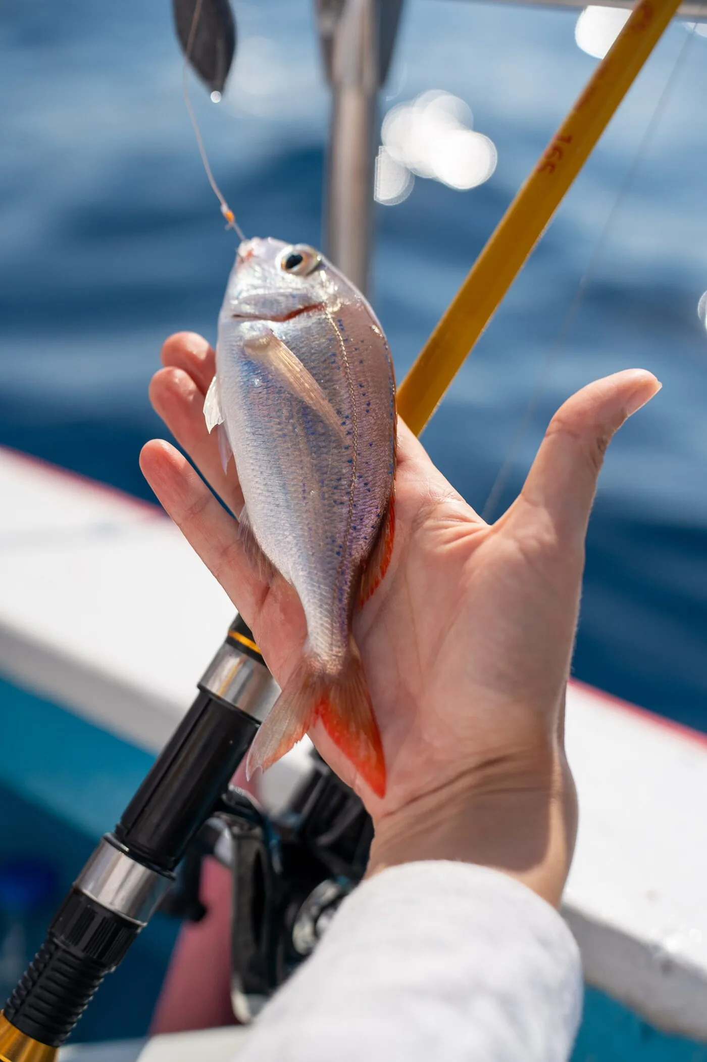 A pink seabream caught on a fishing trip off Kos, held over the water