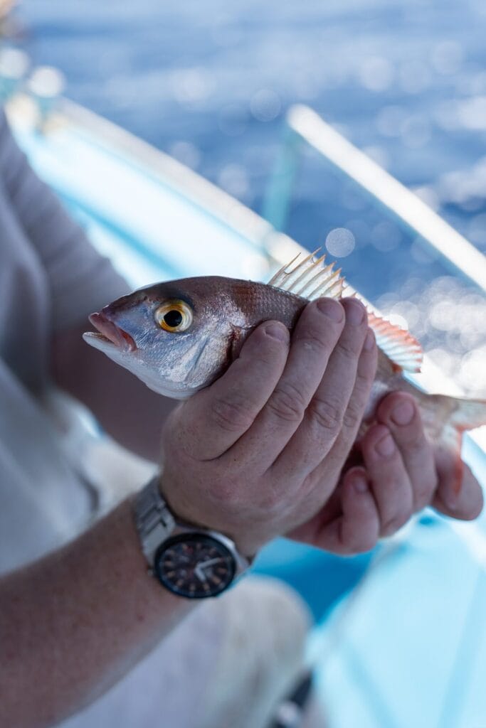 A small seabream caught off Kos held against the blue hull of the boat